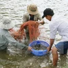 Vietnam estrecha inspección de suministros de camarones para reproducción