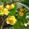 Quang Ninh abre festival de valiosa flor de camelia