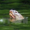 Cuerpo de famosa tortuga de Lago Hoan Kiem será conservado en museo