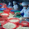 Exportaciones vietnamitas de anacardo crecen en enero