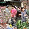 Los mercados de flores en Hanoi