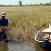 Intrusión salina afecta a miles de hectáreas de arroz en provincia vietnamita