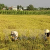 Lanza Vietnam nuevas variedades de arroz resistente a salinidad