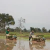 Laos proyecta exportar un millón de toneladas de arroz