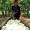Ligera reducción de producción de caucho de Indonesia