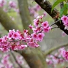 Florecerán cerezos japoneses en ciudad norvietnamita de Ha Long