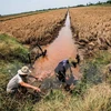 Delta del río Mekong a todo vapor luchar contra salinización