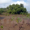 Apoyo sudcoreano a proyecto de plantación de manglares en Vietnam