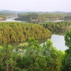 Plantación forestal brinda felicidad y prosperidad para pobladores de Yen Bai