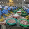 Procesamiento de filetes del pescado Tra en una empresa para la exportación (Fuente: VNA)