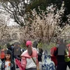 Primer festival de flor de cerezo en Dong Nai