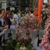 Provincia vietnamita se embellece con flores de cerezo de Japón