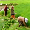 Tailandia reducirá zonas de cultivo de arroz para la próxima cosecha