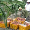 Organizan foro de promoción de inversión en agricultura Vietnam-Japón