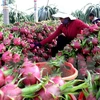 Exportación de frutas vietnamitas prevé alcanzar más de dos mil millones USD