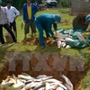 Atribuyen muerte de peces en Binh Thuan a falta de oxigeno