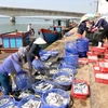 Provincia vietnamita auxilia a pescadores afectados por incidente ambiental