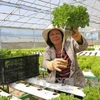 Necesita Malasia importar vegetales de Vietnam y otros países, según especialistas