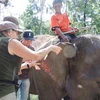 Efectúan programa de protección de elefantes en Vietnam