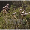 Aves preciosas en Indonesia enfrentan peligro de extinción