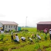 Plantan miles de árboles para un Vietnam más verde