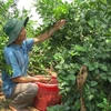 Vietnam exporta limones a Sudcorea