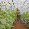 Nueva Zelanda apoya a Vietnam en producción de verduras seguras