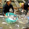 Sector de pescado Tra de Vietnam mira hacia el desarrollo sostenible