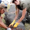 Ogilvy Vietnam obtiene premios por campaña de conservación de rinocerontes