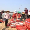 Quang Tri dedica esfuerzos por estabilizar la vida de pescadores locales