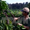 Provincia altiplana vietnamita impulsa replantación de café