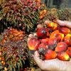 Superávit comercial de Indonesia aumenta en 2,4 veces