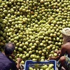 Vietnam exporta mangos de alta calidad a Australia