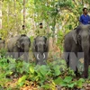 Vietnam lanza Semana de protección de elefantes