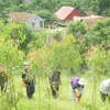 Empresa vietnamita recibe certificación de gestión sostenible de bosques