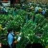 Da Lat, reino de hortalizas y flores