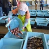 Exportadores de mariscos de Japón entran en mercado vietnamita