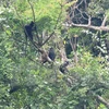 Rescatan exitosamente oso y monos en provincia de Vietnam