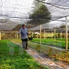 JICA apoya a agricultores vietnamitas en el cultivo de menta japonesa