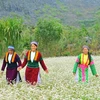 Interesados visitantes en festival de flores de alforfón en provincia de Vietnam