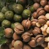 Impulsan cooperación asociaciones de macadamia de Vietnam y Australia