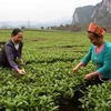 Vietnam aprueba política para de etnias minoritarias y residentes en zonas remotas