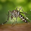 Filipinas detecta diez nuevos casos de infección de Zika