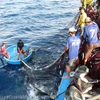 Provincia de Vietnam aumenta apoyo financiero a pescadores 