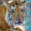 Asia debe cerrar todos los criaderos de tigre para 2019