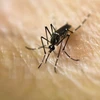Camboya retira confirmación del primer caso infectado del Zika