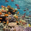 Vietnam posee más de mil kilómetros cuadrados de arrecife de coral