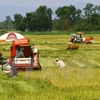Vietnam se esfuerza por modernización rural y reestructuración agrícola
