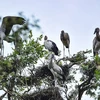 [Fotos] Raras especies de aves en parque nacional de Tram Chim