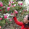 Cultivo de antiguas variedades de rosa en Hung Yen